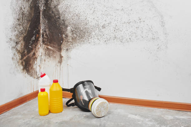Best Bathroom Mold Remediation in Centreville, MI