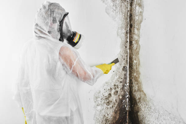 Best HVAC Mold Remediation in Centreville, MI