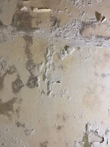 Best Residential Mold Remediation in Centreville, MI