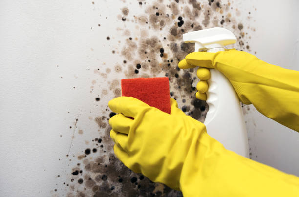 Best Black Mold Remediation in Centreville, MI