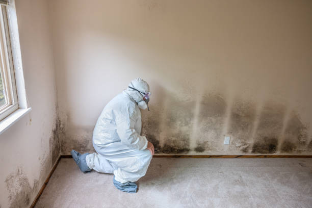 Best Attic Mold Remediation in Centreville, MI