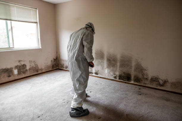 Best Kitchen Mold Remediation in Centreville, MI