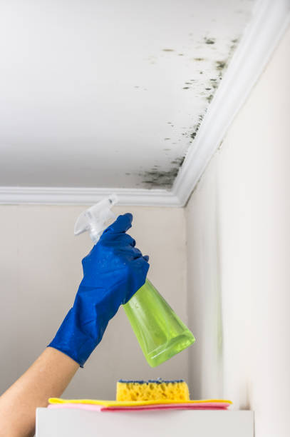 Best Post-Remediation Services in Centreville, MI