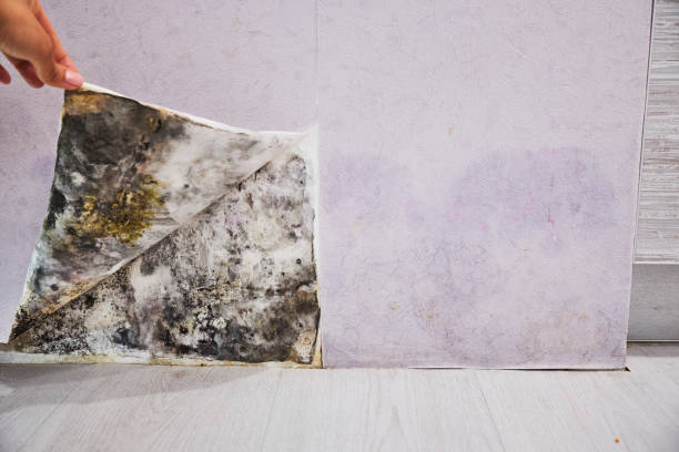 Best Mold Remediation for Specific Building Types in Centreville, MI